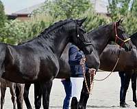 grey-colt-for-sale
