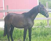 ancce-colt