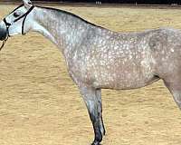 16-hand-andalusian-colt