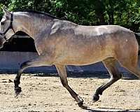 grey-andalusian-for-sale