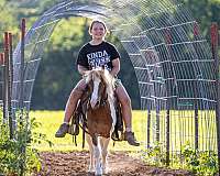 pinto-spotted-pony