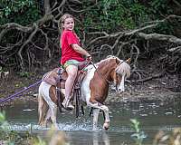 driving-pony