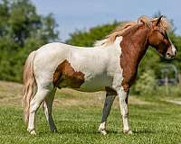 harness-pony