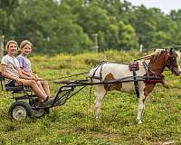 kid-safe-pony