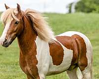 trail-pony