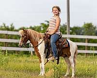western-riding-pony