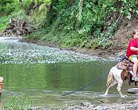 pinto-pony-gelding