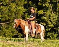 pinto-beginner-pony