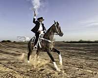4-white-socks-horse