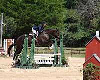 bay-4-white-socks-horse