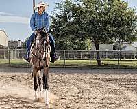 athletic-thoroughbred-horse