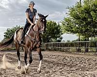 cowboy-mounted-shooting-thoroughbred-horse