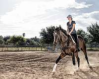 dressage-thoroughbred-horse