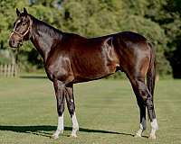 endurance-thoroughbred-horse