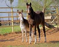 english-pleasure-thoroughbred-horse