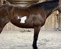 bay-paint-markings-on-both-sides-horse