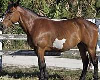 paint-markings-on-both-sides-horse