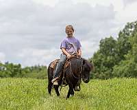 beginner-pony