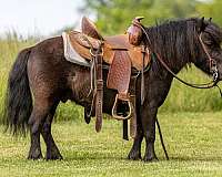 trail-pony