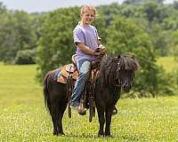 trail-riding-pony