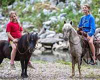 western-riding-pony