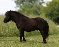 youth-pony