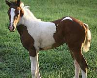 heel-filly-stallion