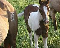 buckskin-apha-filly-stallion