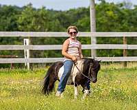 pinto-spotted-pony