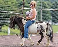 beginner-pony