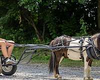 driving-pony