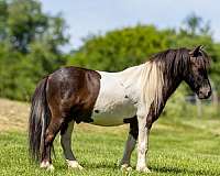 ridden-western-pony