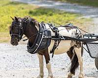 trail-riding-pony