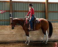 ermine-spots-on-all-4-legs-horse