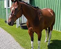 star-stripe-on-face-horse