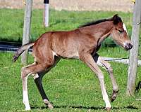 all-around-paint-horse