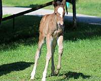 apha-paint-horse