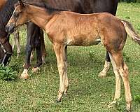 lease-to-own-filly