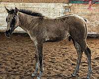chromed-paint-horse