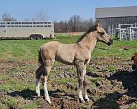 colt-apha-paint-horse