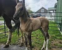 colt-apha-horse