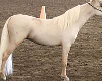 wht-blaze-horse