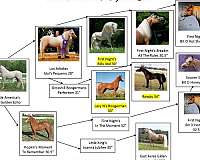 palomino-wht-blaze-horse