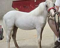 wht-blaze