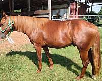 quarter-horse