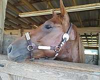 stallion