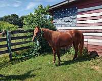 quarter-horse-for-sale
