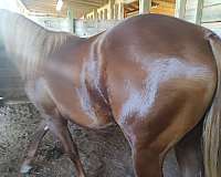 show-horse