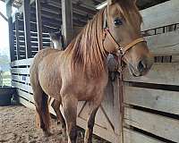 in-your-pocket-stallion