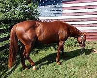 quarter-horse-stallion